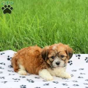 Dapper, Teddy Bear Puppy
