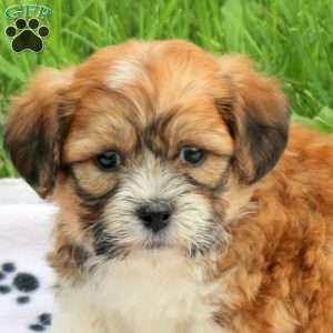 Dapper, Teddy Bear Puppy