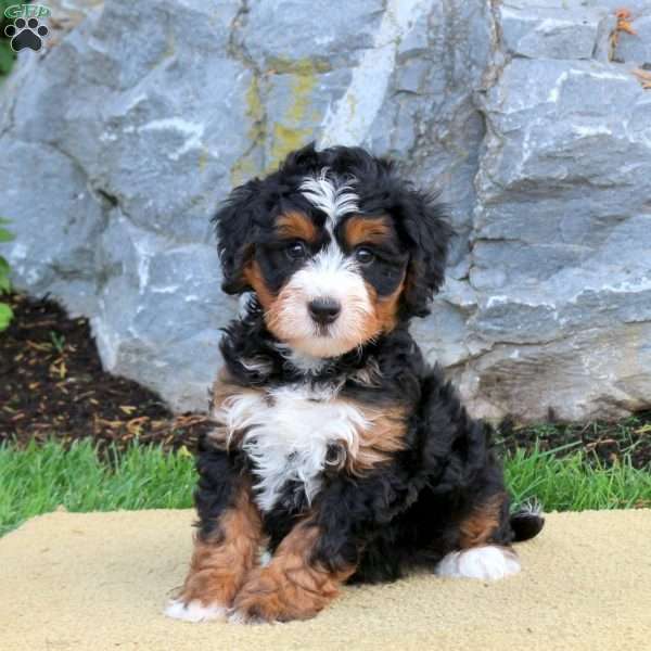 Darcy, Mini Bernedoodle Puppy