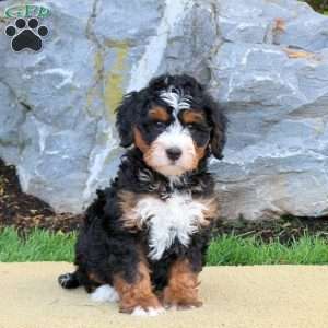 Darcy, Mini Bernedoodle Puppy