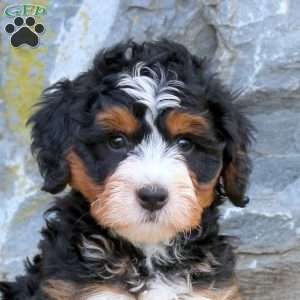 Darcy, Mini Bernedoodle Puppy