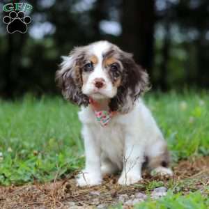 Darla, Cocker Spaniel Puppy