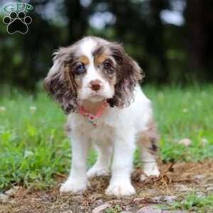 Darla, Cocker Spaniel Puppy