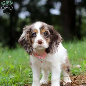 Darla, Cocker Spaniel Puppy