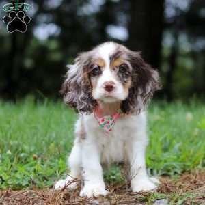 Darla, Cocker Spaniel Puppy