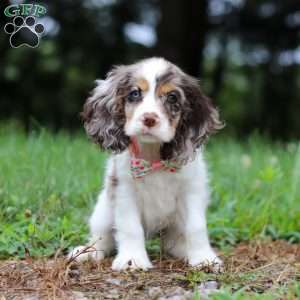 Darla, Cocker Spaniel Puppy