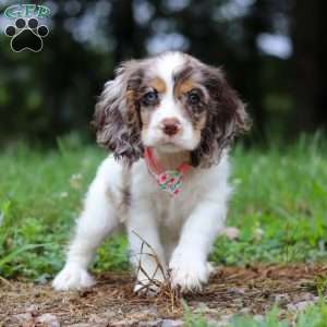 Darla, Cocker Spaniel Puppy