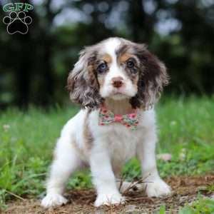 Darla, Cocker Spaniel Puppy
