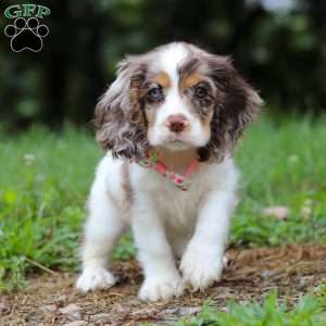 Darla, Cocker Spaniel Puppy