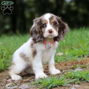 Darla, Cocker Spaniel Puppy