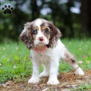 Darla, Cocker Spaniel Puppy