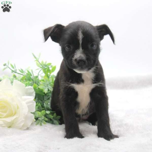Darla, Boston Terrier Mix Puppy
