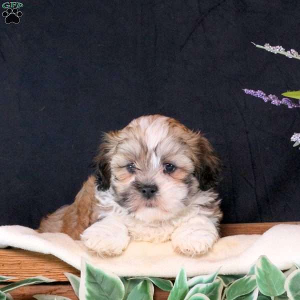 Darla, Teddy Bear Puppy