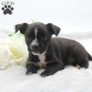 Darla, Boston Terrier Mix Puppy