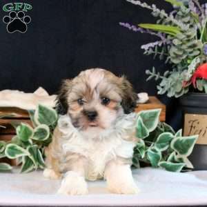 Darla, Teddy Bear Puppy