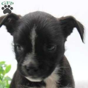 Darla, Boston Terrier Mix Puppy