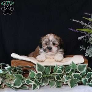 Darla, Teddy Bear Puppy