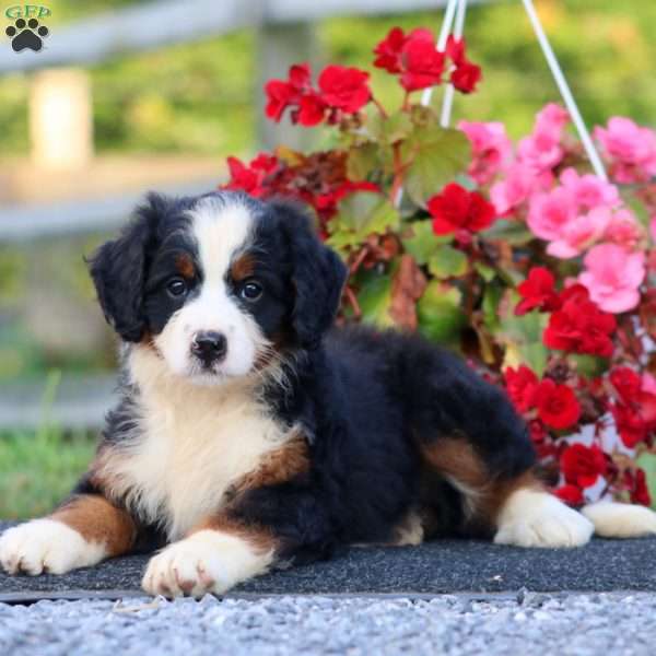 Darla, Bernedoodle Puppy