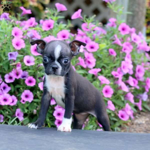 Darla, Boston Terrier Puppy