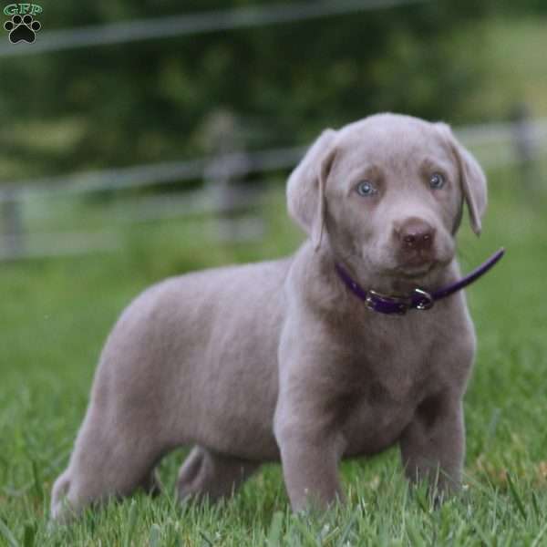Darla, Silver Labrador Retriever Puppy