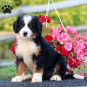 Darla, Bernedoodle Puppy