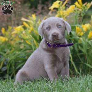 Darla, Silver Labrador Retriever Puppy