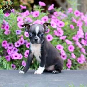 Darla, Boston Terrier Puppy