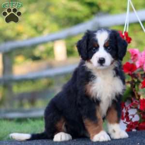 Darla, Bernedoodle Puppy