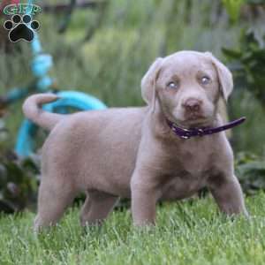Darla, Silver Labrador Retriever Puppy