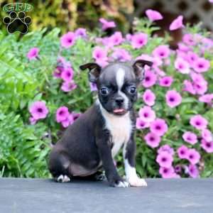 Darla, Boston Terrier Puppy