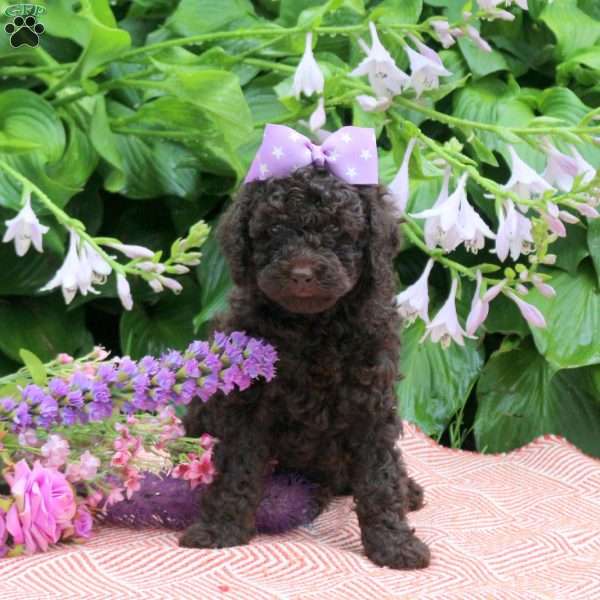Darling, Toy Poodle Puppy