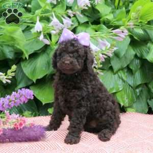 Darling, Toy Poodle Puppy
