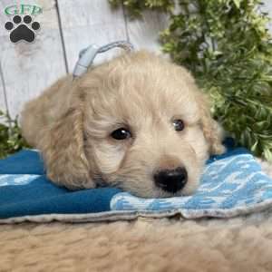 Darrin, Dachshund Mix Puppy