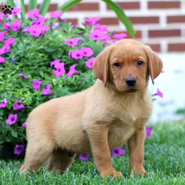 Daryl, Fox Red Labrador Retriever Puppy