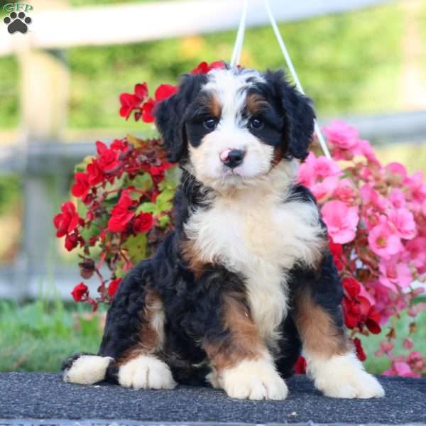 Daryl, Bernedoodle Puppy