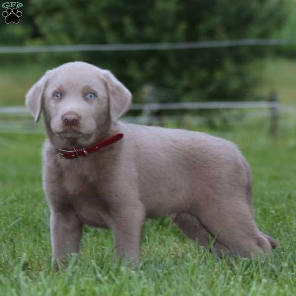 Daryl, Silver Labrador Retriever Puppy
