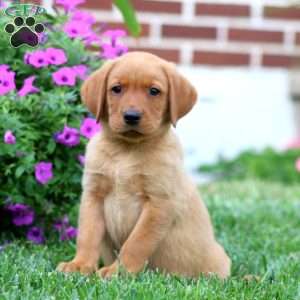 Daryl, Fox Red Labrador Retriever Puppy