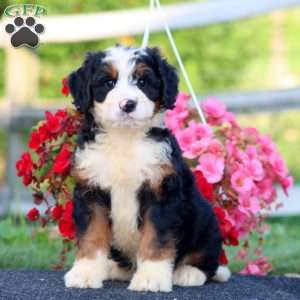 Daryl, Bernedoodle Puppy