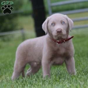 Daryl, Silver Labrador Retriever Puppy