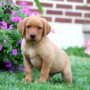 Daryl, Fox Red Labrador Retriever Puppy