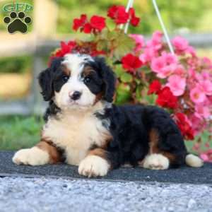 Daryl, Bernedoodle Puppy