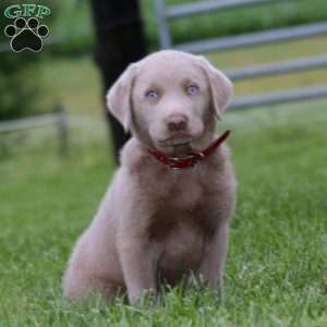 Daryl, Silver Labrador Retriever Puppy