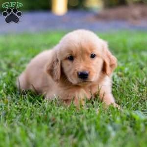Dash, Golden Retriever Puppy
