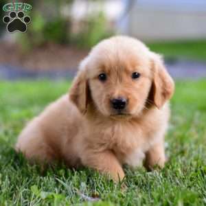 Dash, Golden Retriever Puppy