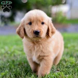 Dash, Golden Retriever Puppy