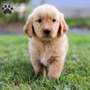 Dash, Golden Retriever Puppy