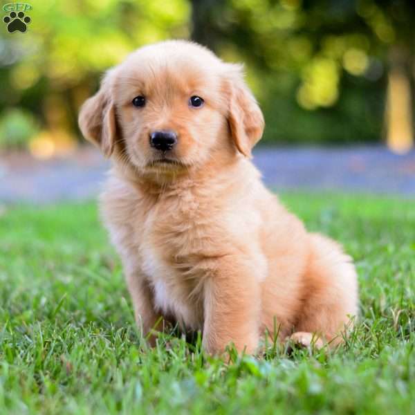 Dash, Golden Retriever Puppy