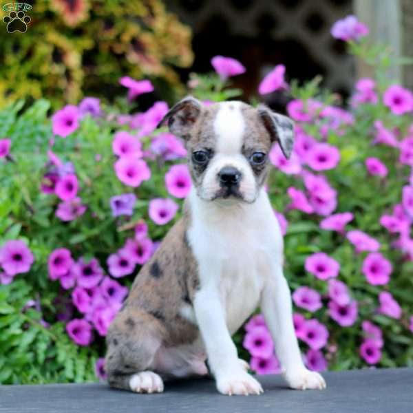 Dash, Boston Terrier Puppy