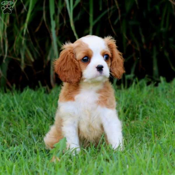 Dash, Cavalier King Charles Spaniel Puppy
