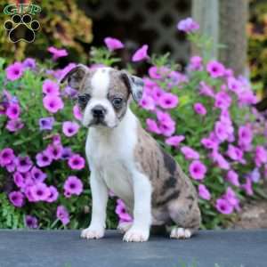 Dash, Boston Terrier Puppy